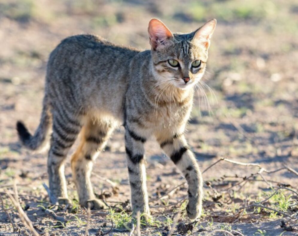 リビヤヤマネコ