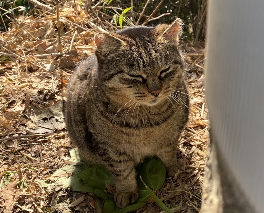 キジトラ猫のボス