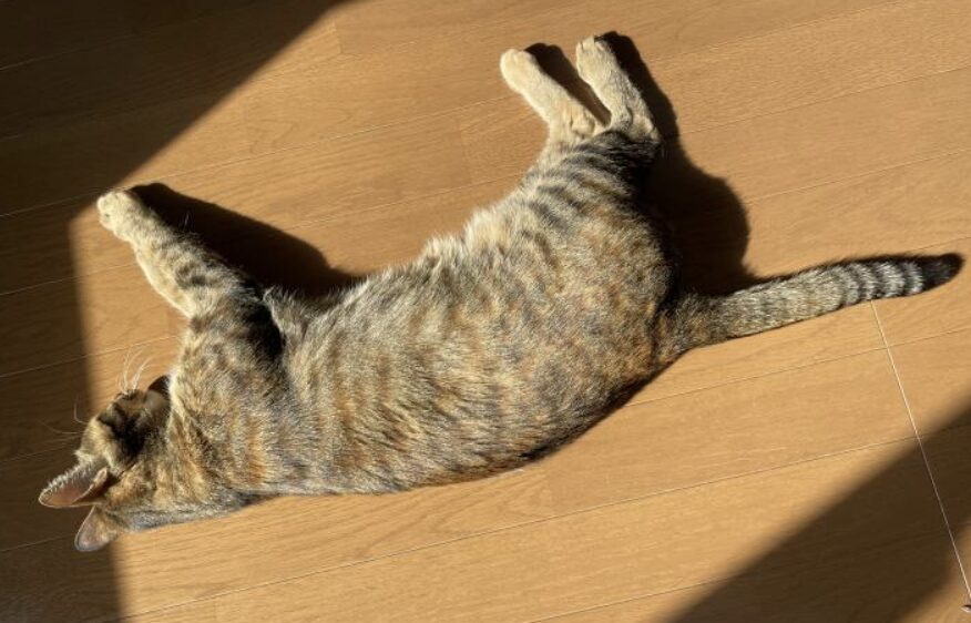 キジトラと麦わら猫