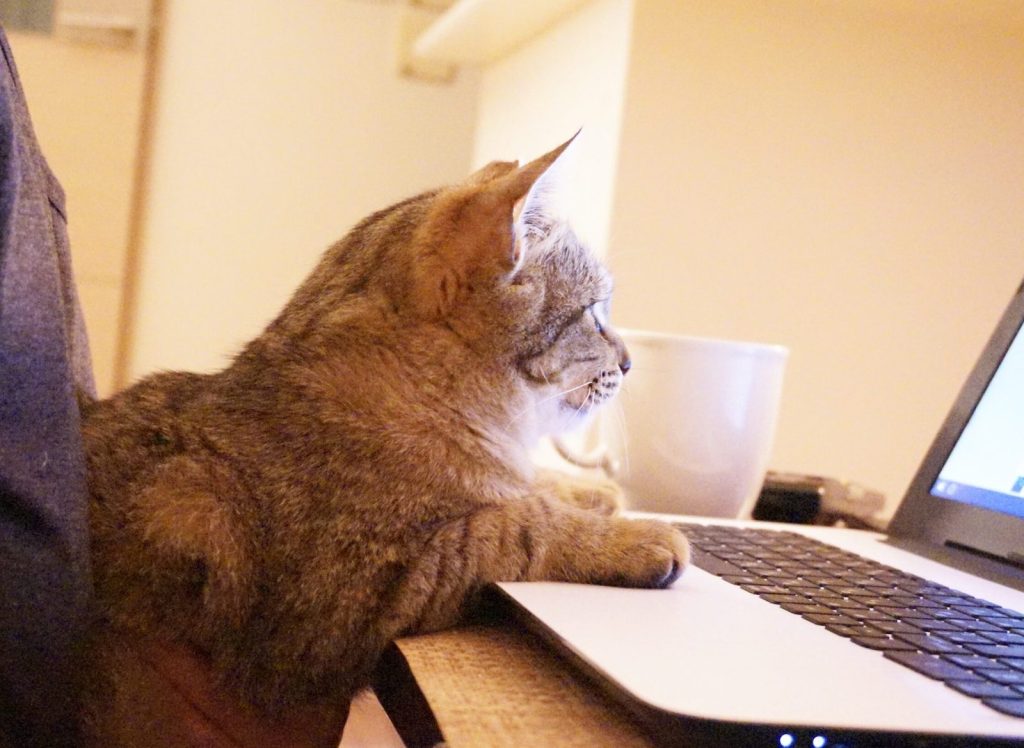 キジトラふーちゃん