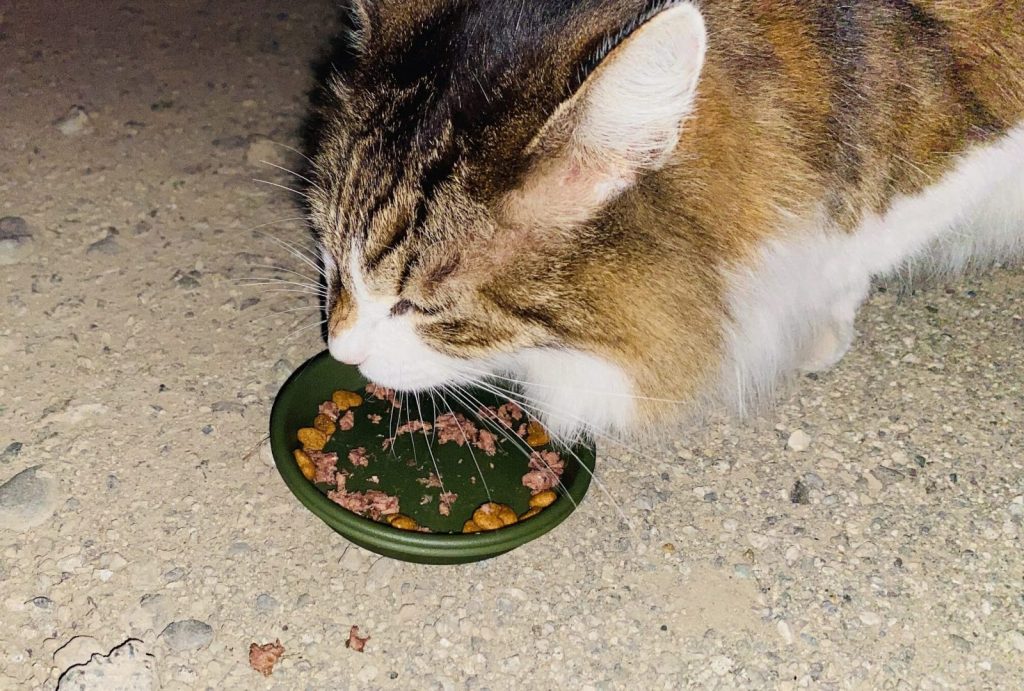 地域猫の長毛猫モフ