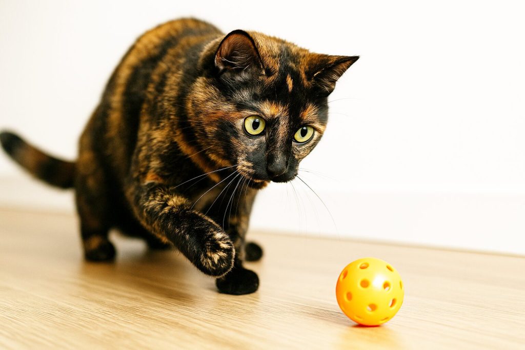 おもちゃで遊ぶサビ猫