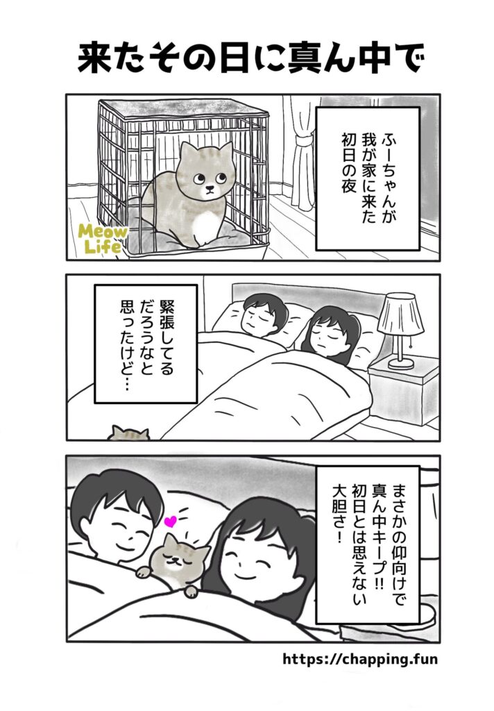 猫漫画:来たその日に真ん中で