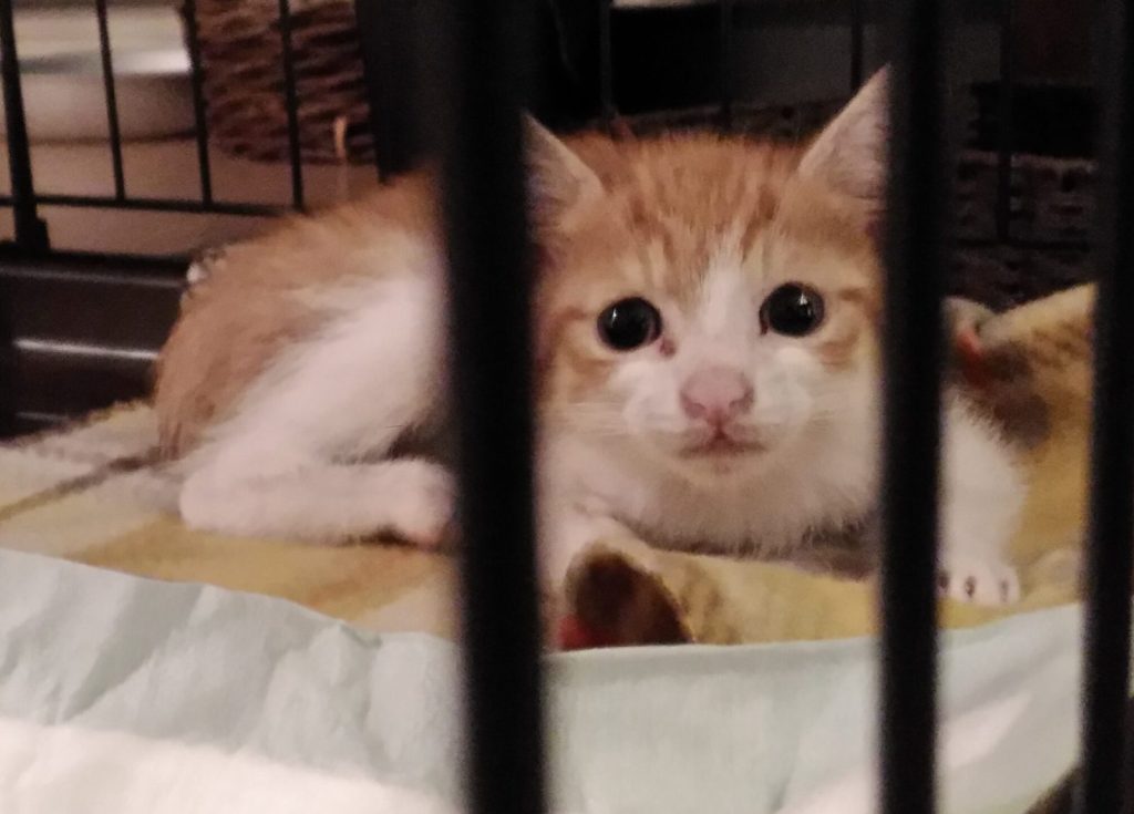 茶白猫のチャイ