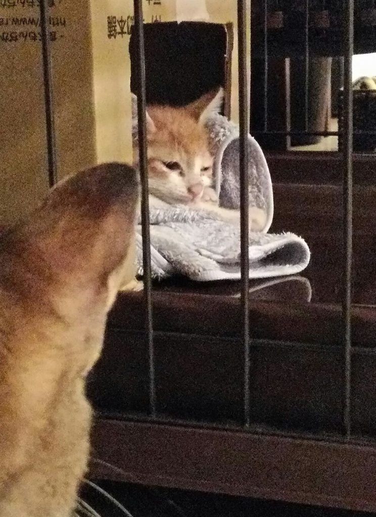 茶白ネコのチャイとキジトラのふーちゃん