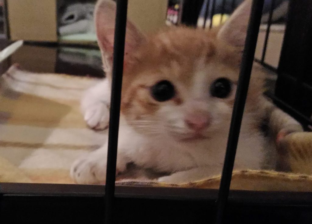 茶白ねこのチャイ