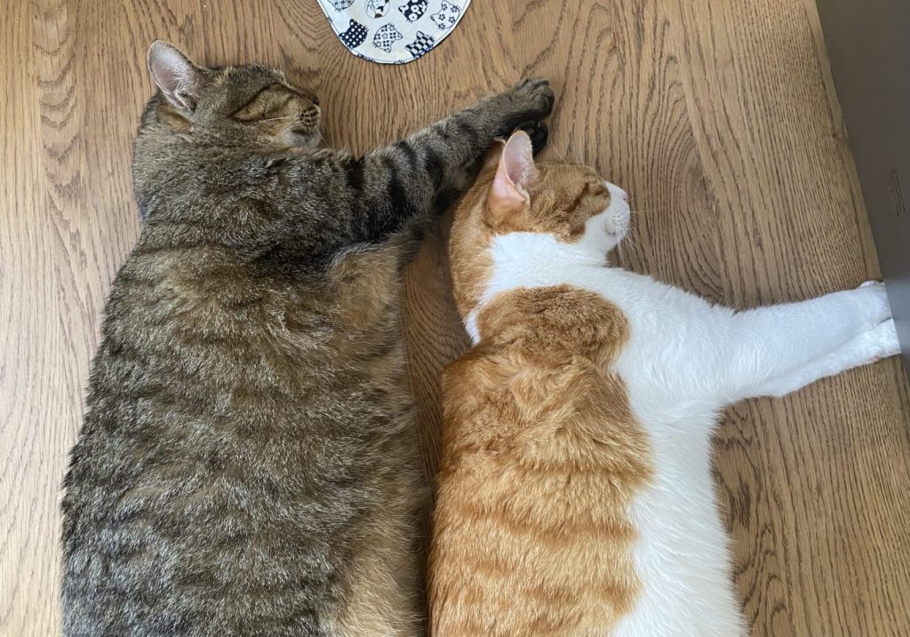 チャイとふーちゃん