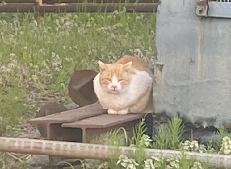野良猫時代の茶白猫チャッピー