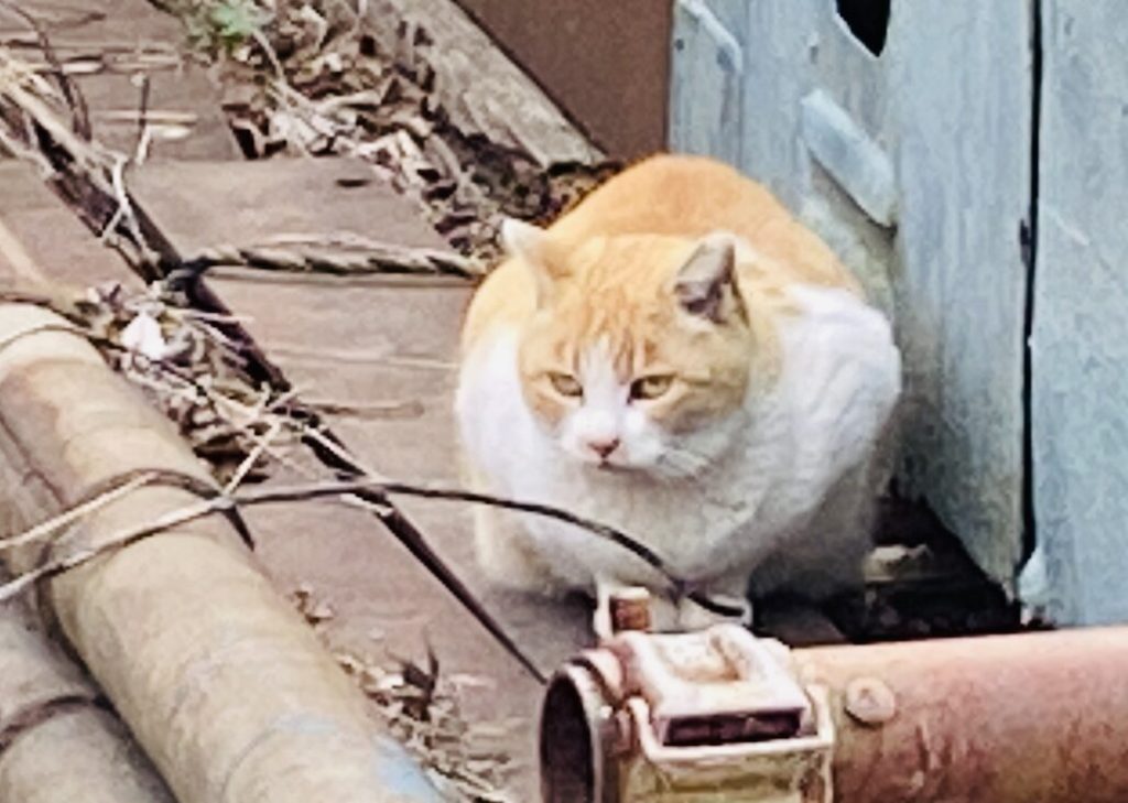 野良猫チャッピー