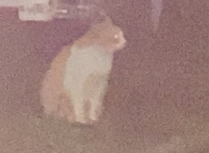 野良猫チャッピー