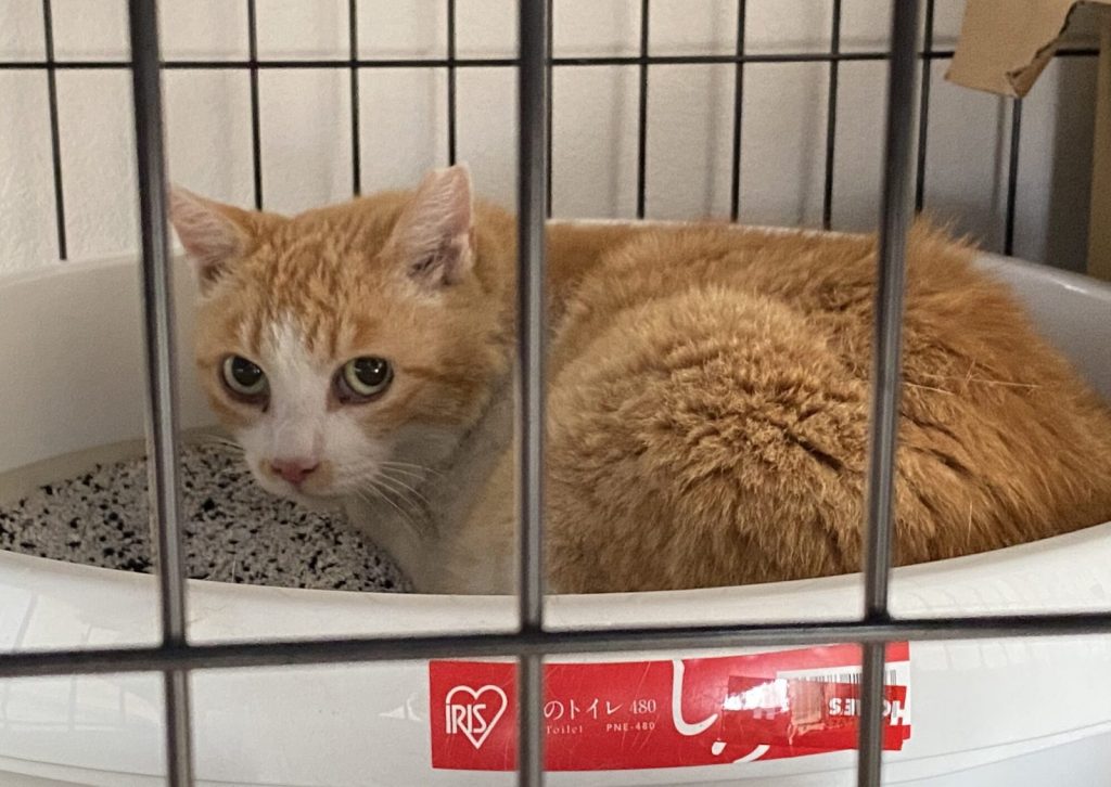 保護して2日目のチャッピー