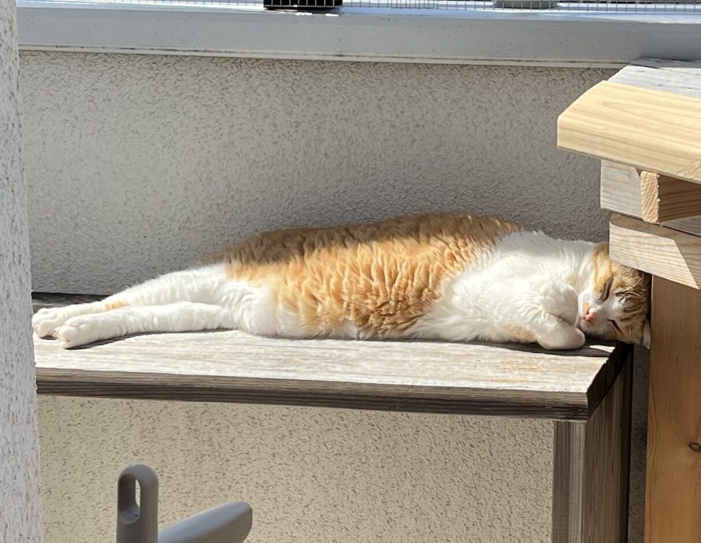 茶白猫のチャッピー