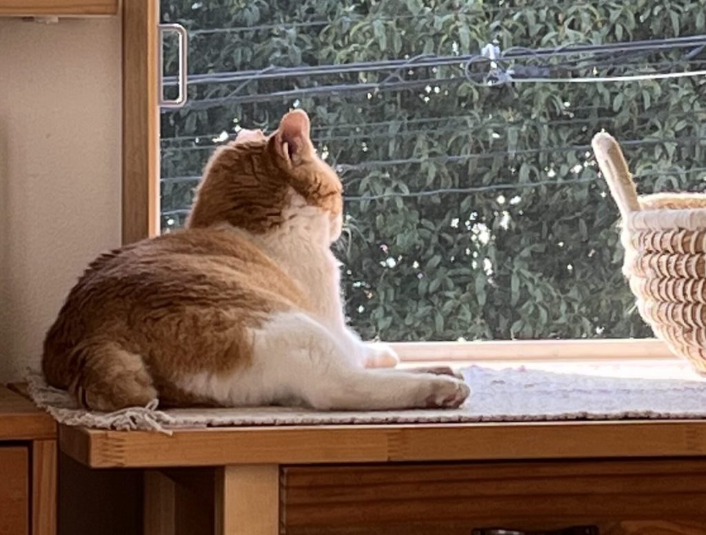 茶白猫のチャッピー