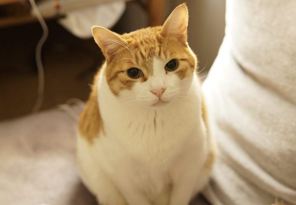 茶白猫のチャッピー