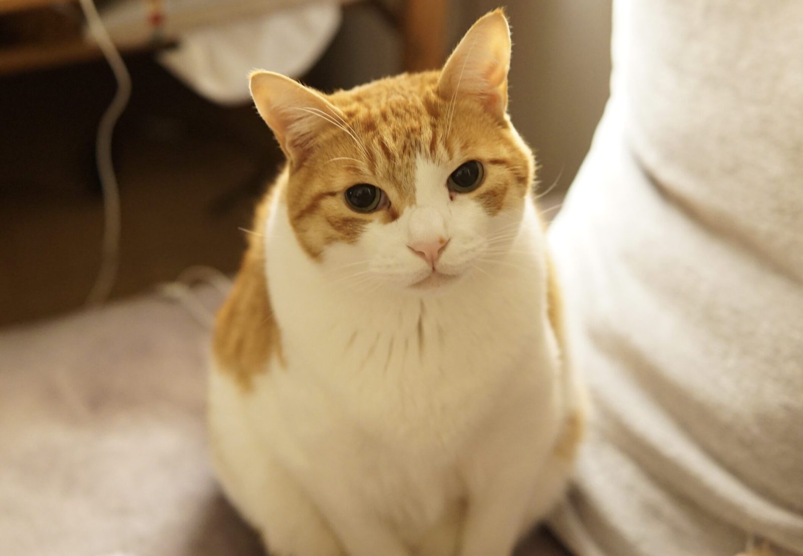 茶白猫のチャッピー