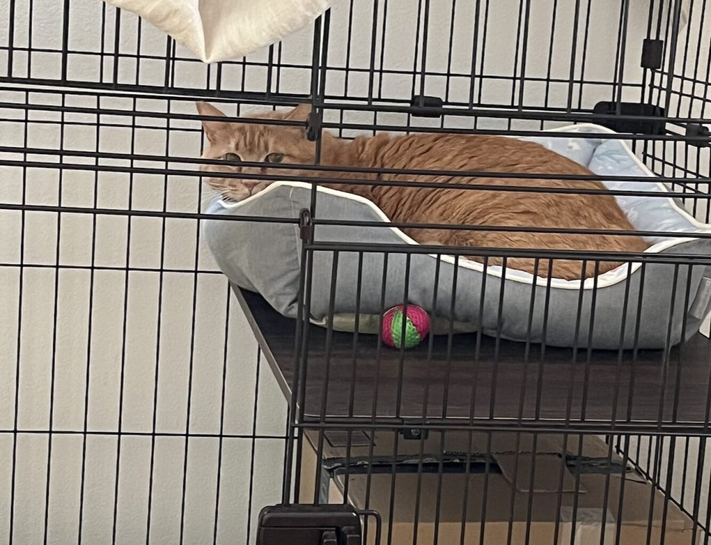 茶トラ猫のぽん