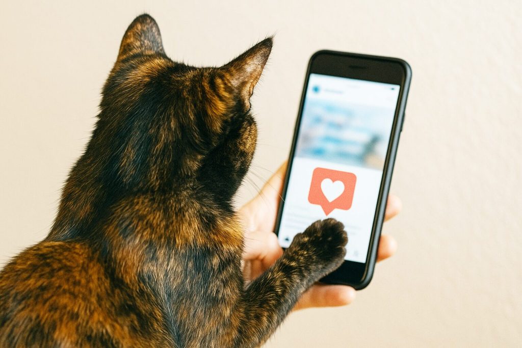 サビ猫がSNSを使っているところ