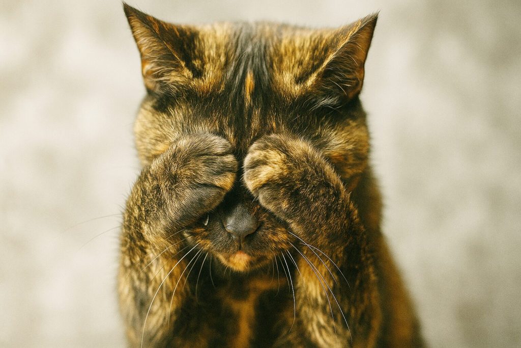 泣いているサビ猫