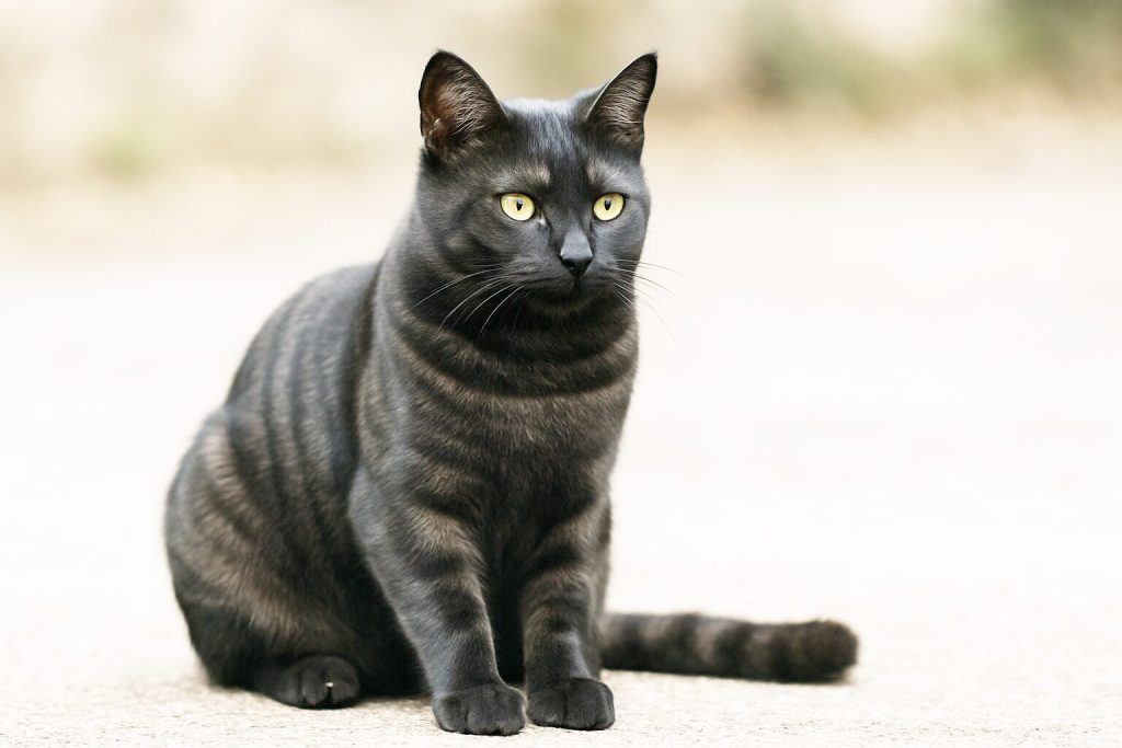 黒いサバトラ猫