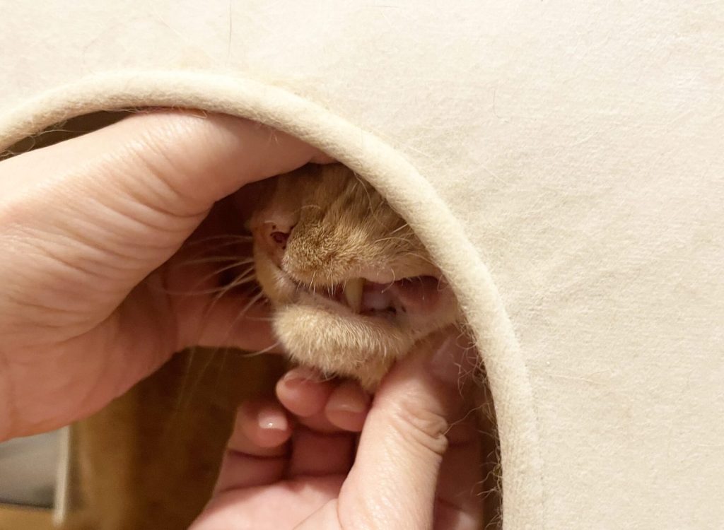 茶トラのぽんの黒い斑点